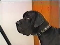 A dark-brown amateur finds happiness in her dog's pecker.